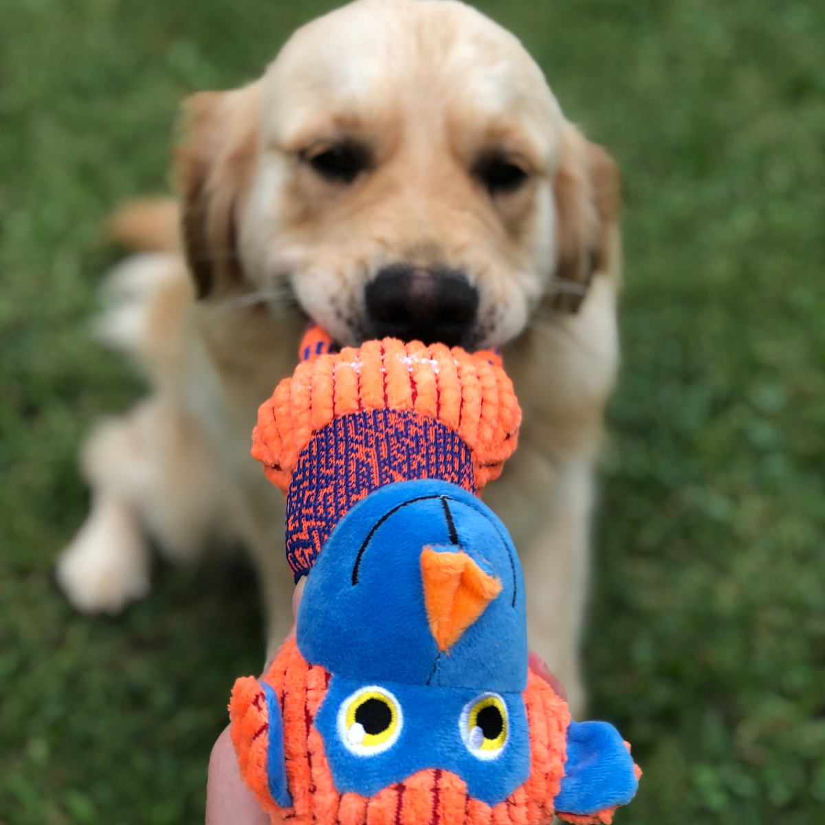 Animal Rope Tug Dog Toy - Limited