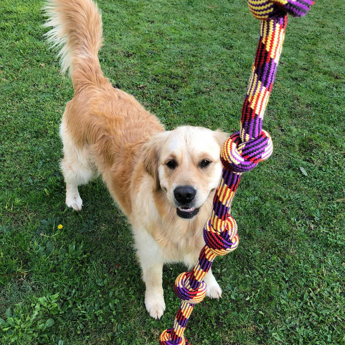 Large Dog Rope 104cm