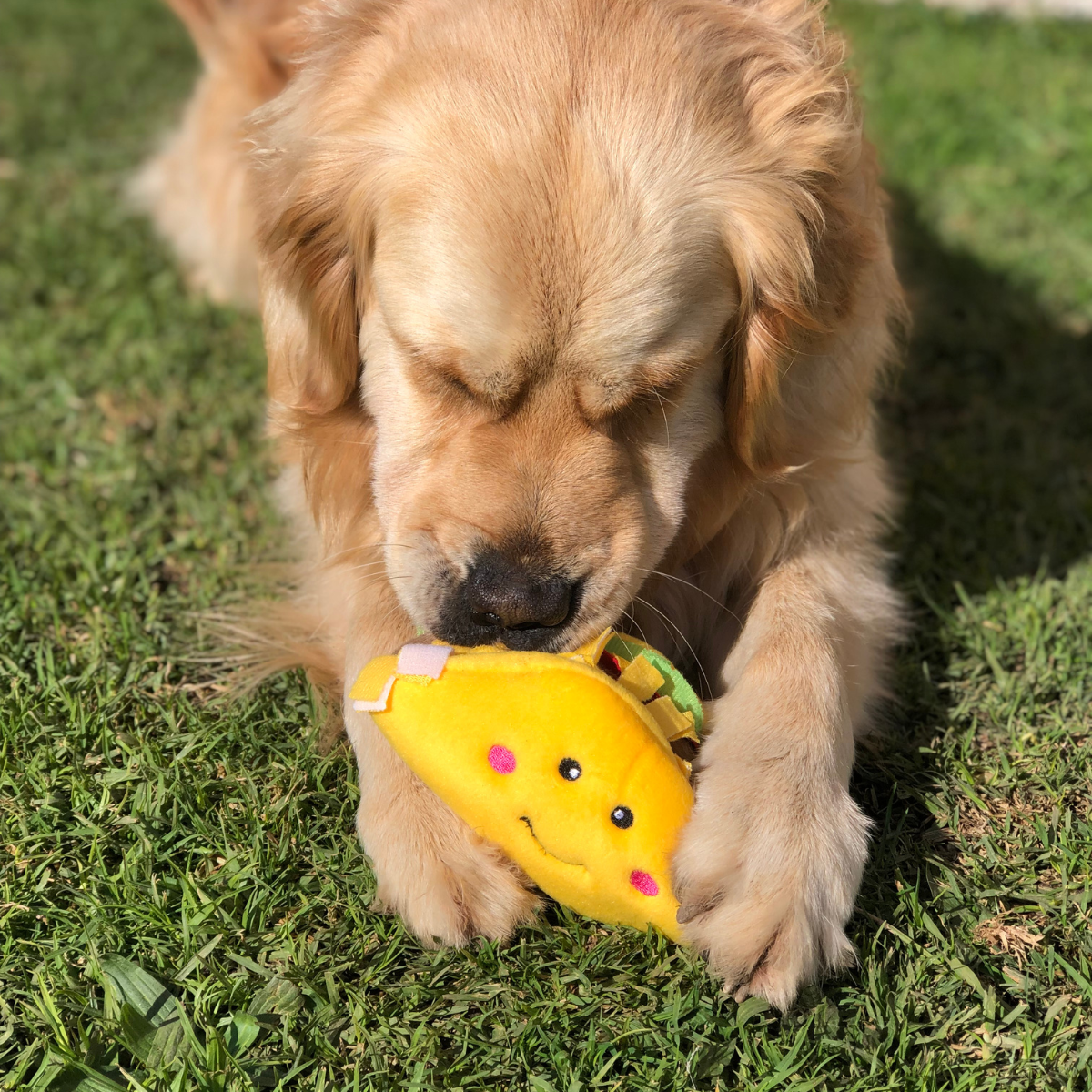 Dog Taco