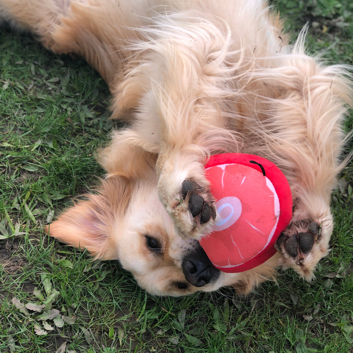 Dog Ham