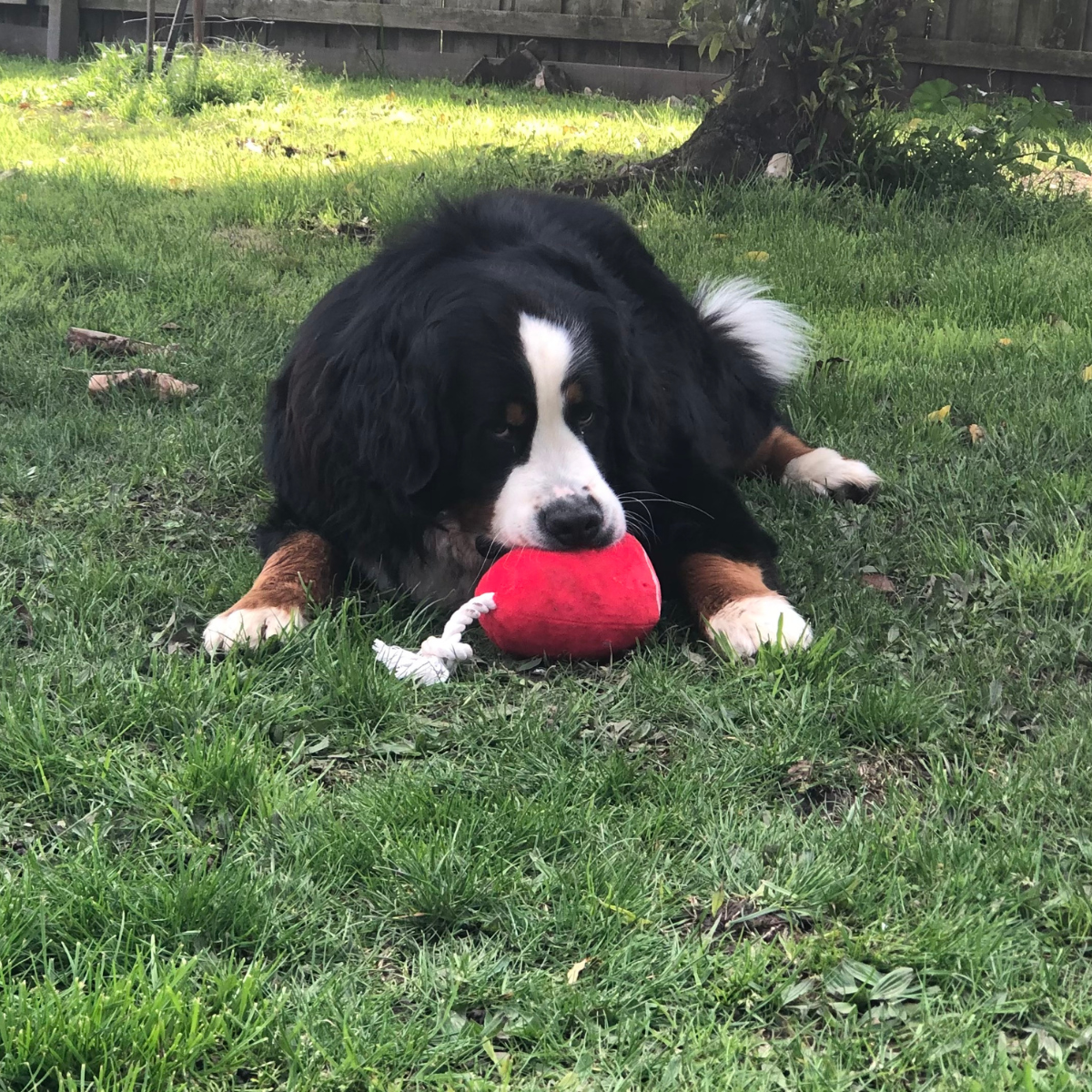 Dog ham