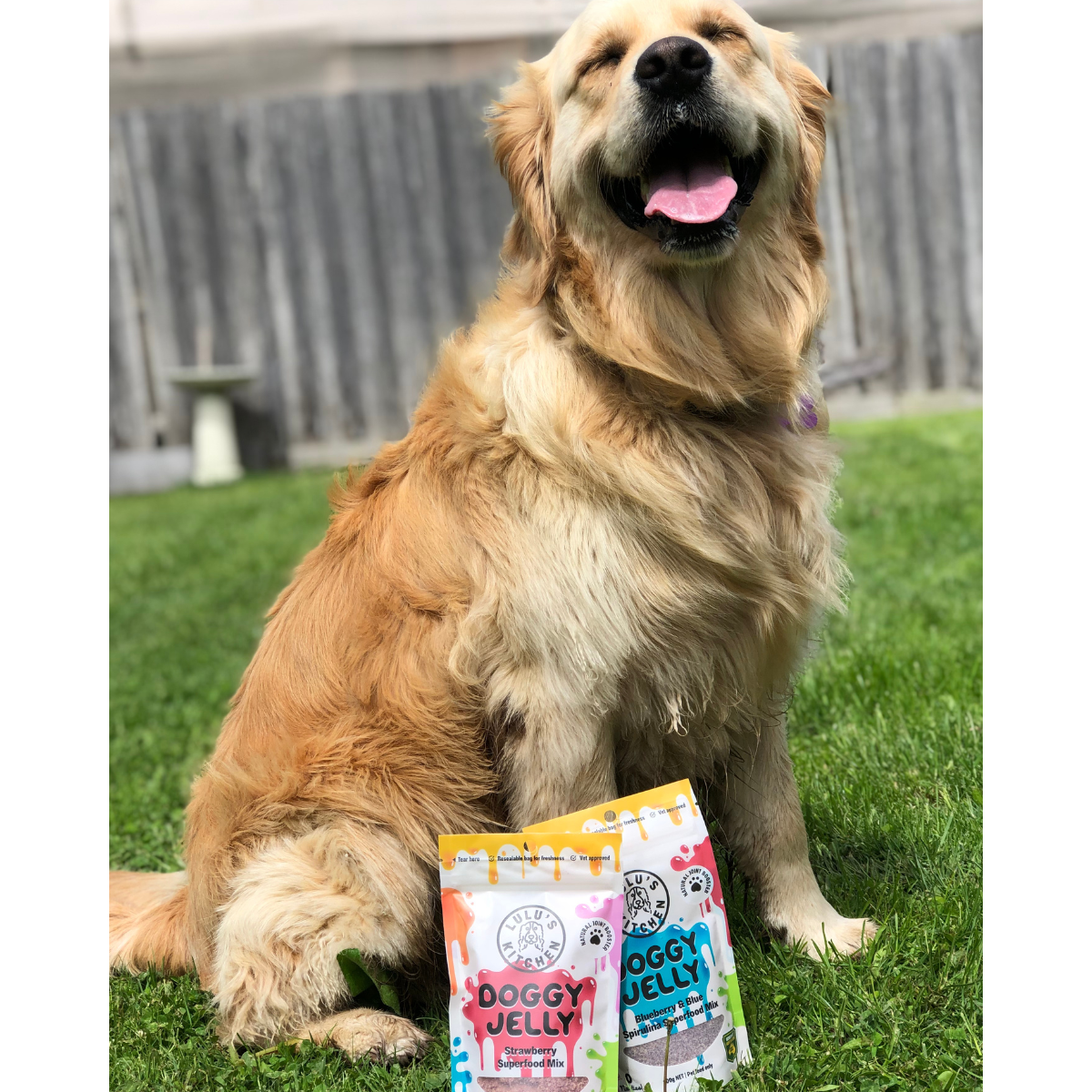 dog jelly