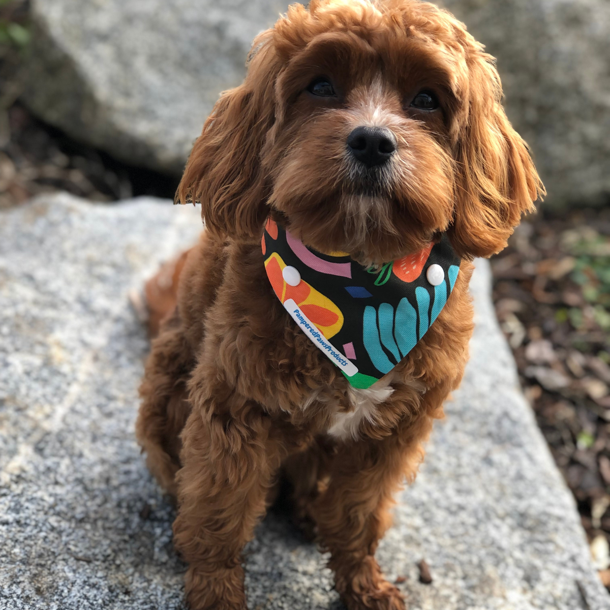 Summer Fun Dog Bandana