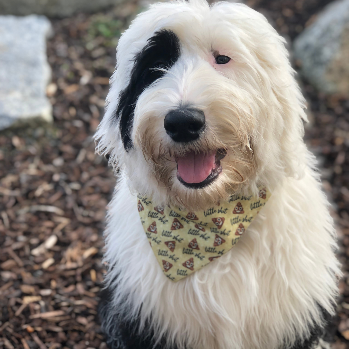little shit dog bandana