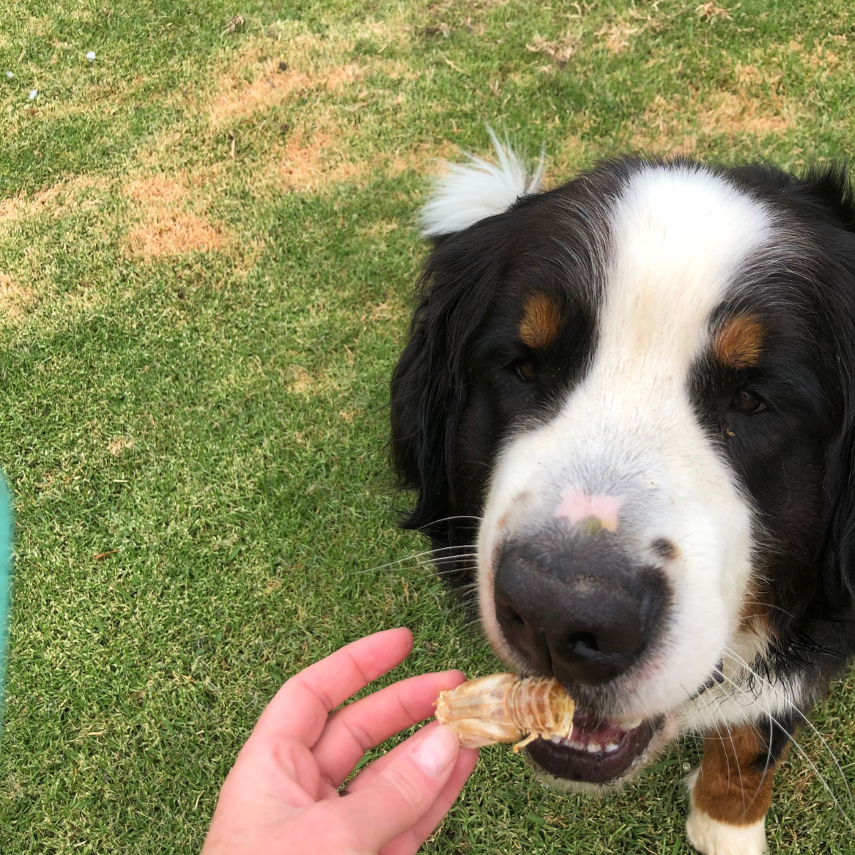 Prawn Chips Dog Treat