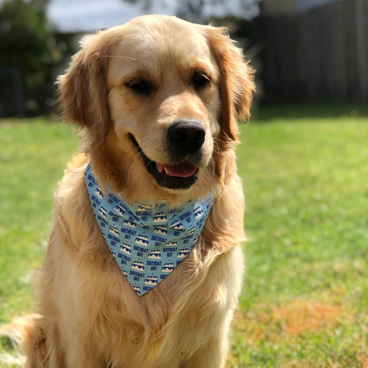 Birthday Boy Dog Bandana