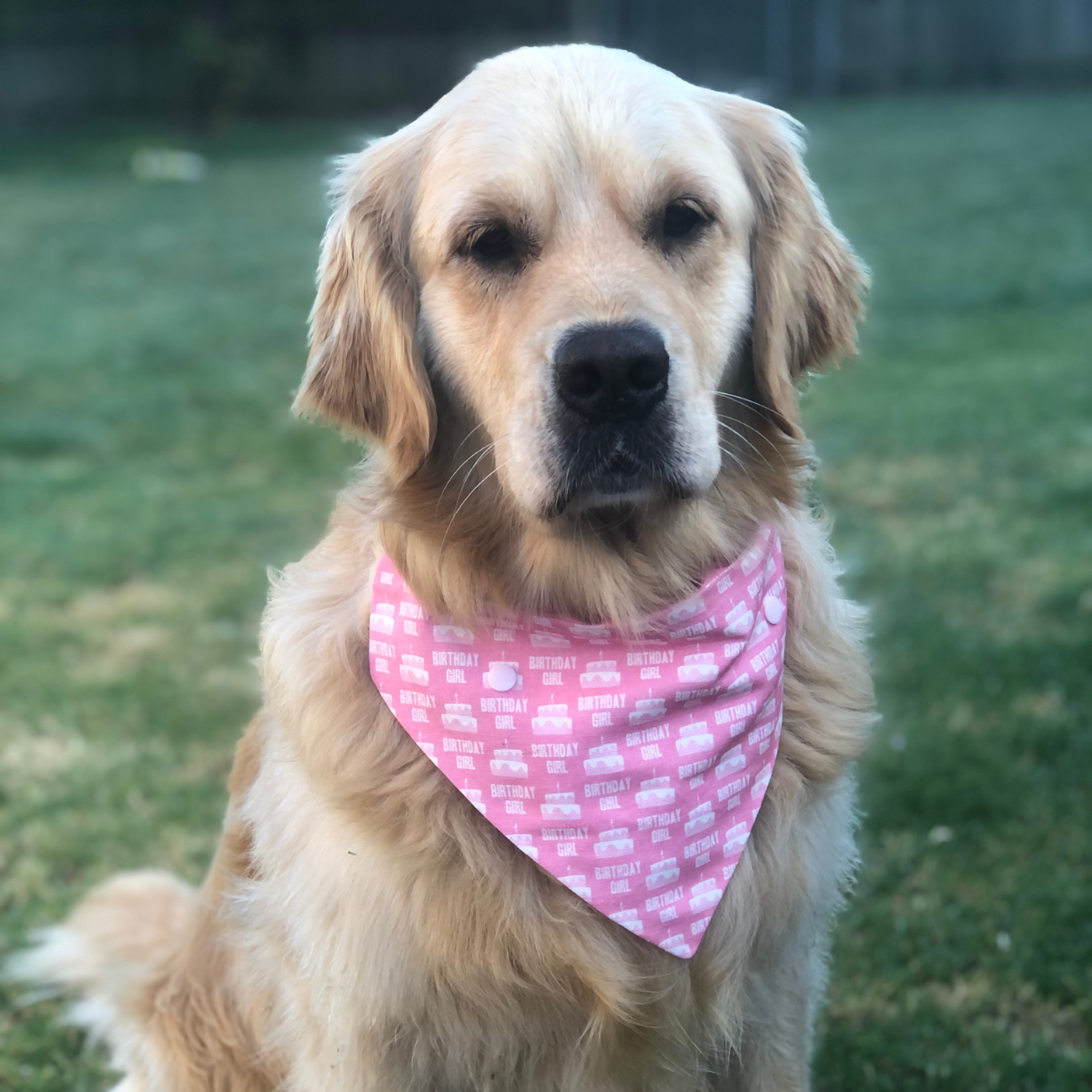 Birthday Dog Bandana
