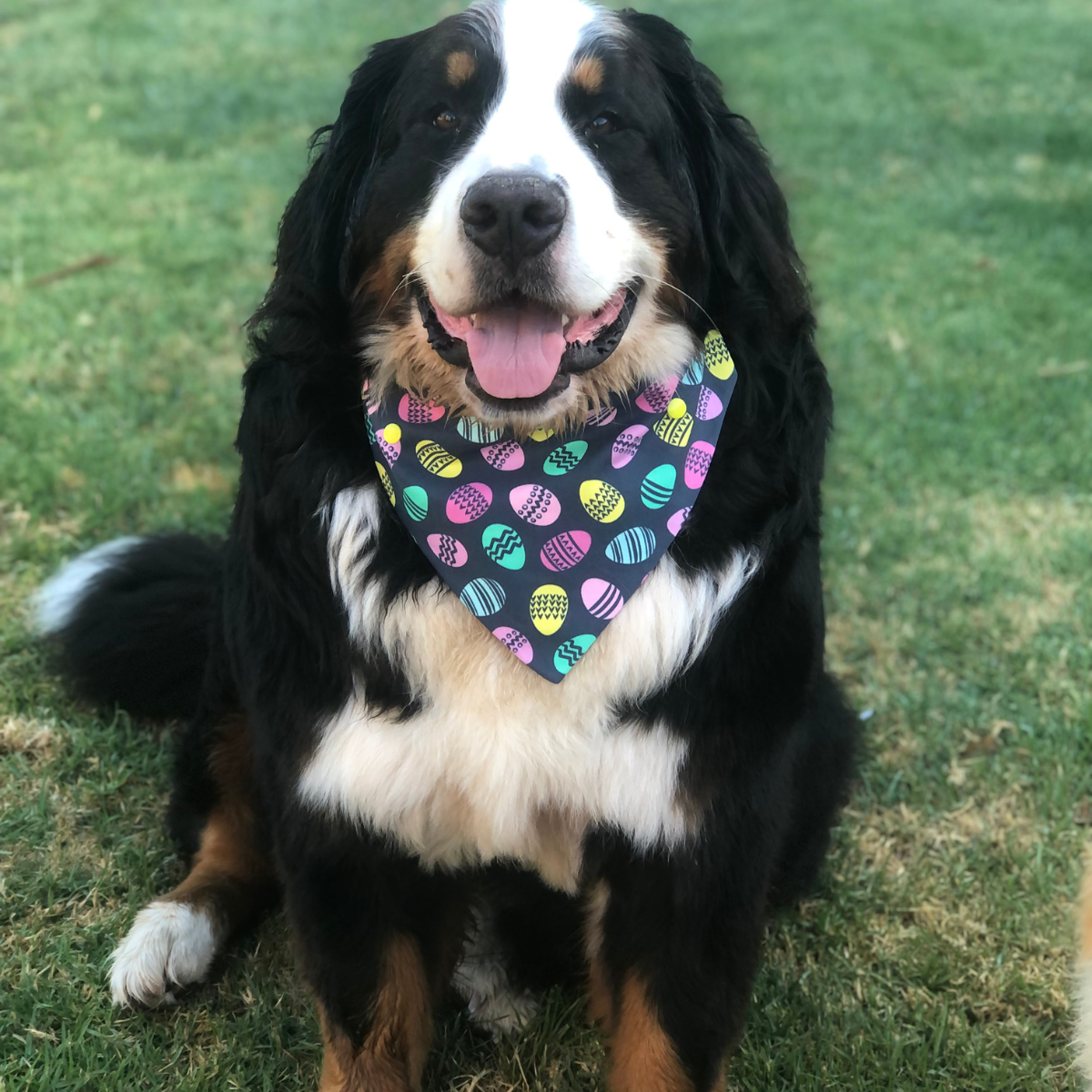 Easter Eggs Dog Bandana