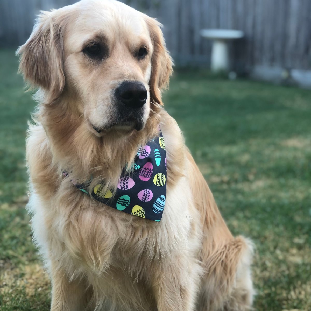 Easter Eggs Dog Bandana