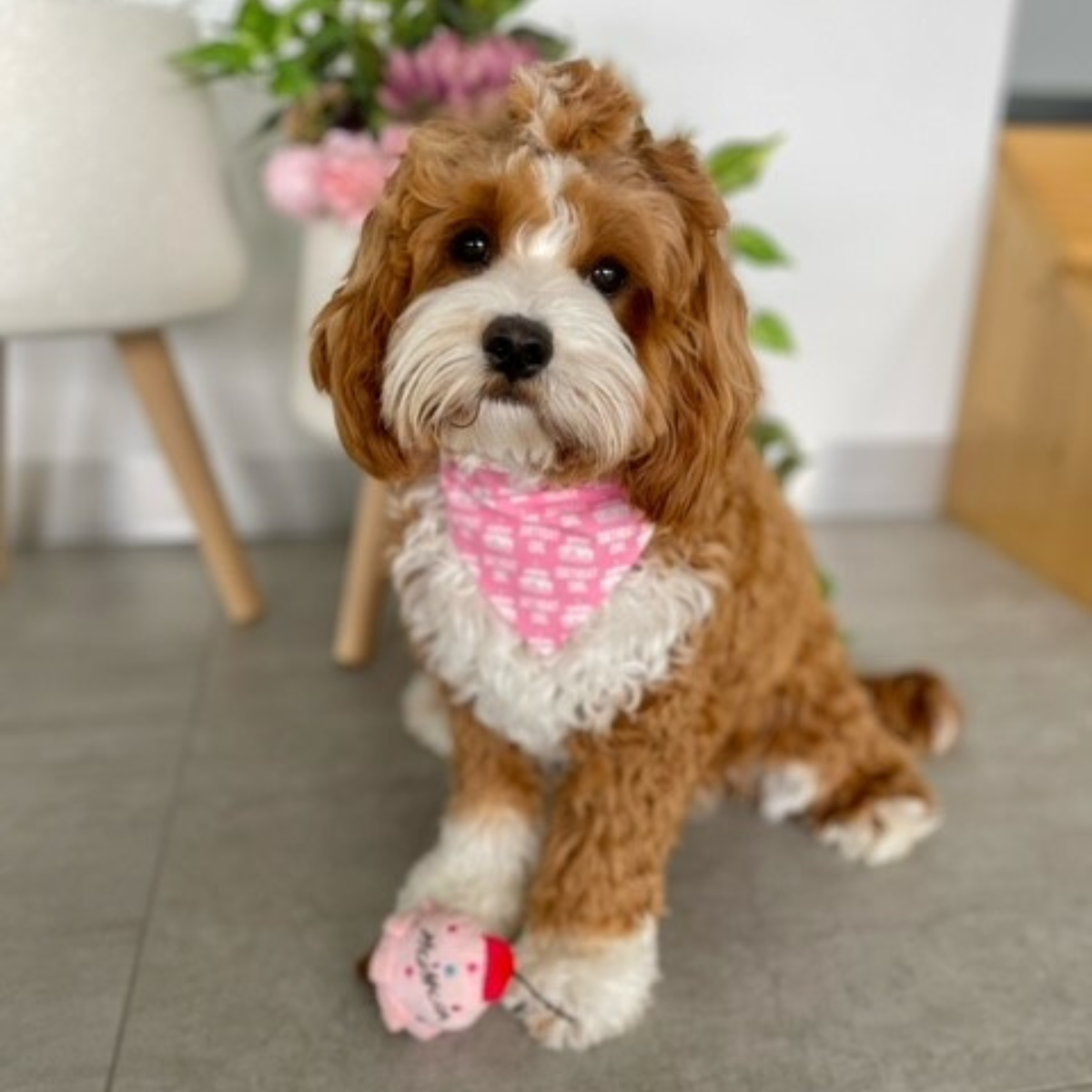 Birthday Girl Dog Bandana