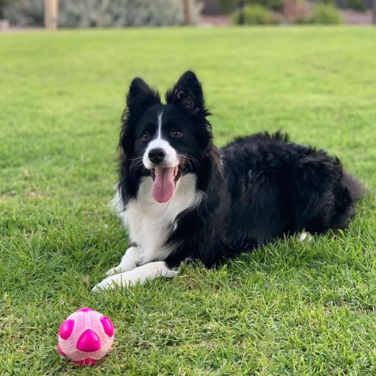 Best dog ball
