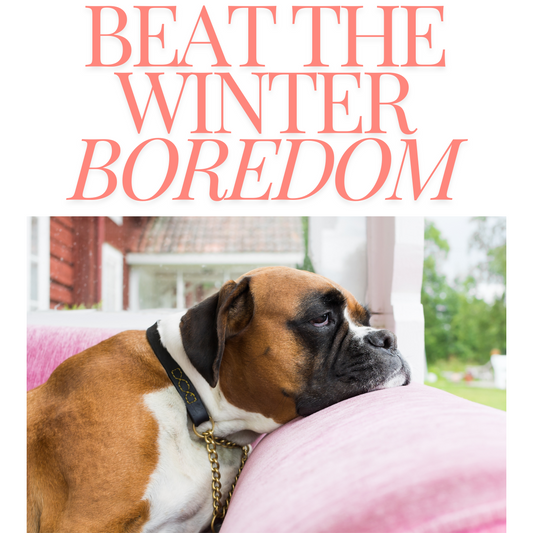 Beat the Winter Blues: How to Keep Your Dog Entertained and Happy During the Cold Months