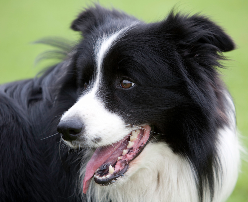 Border Collie Dogs The Perfect Companion for Active Owners Pampered