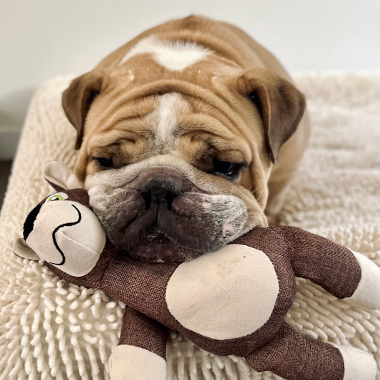 Dog Soft Toy