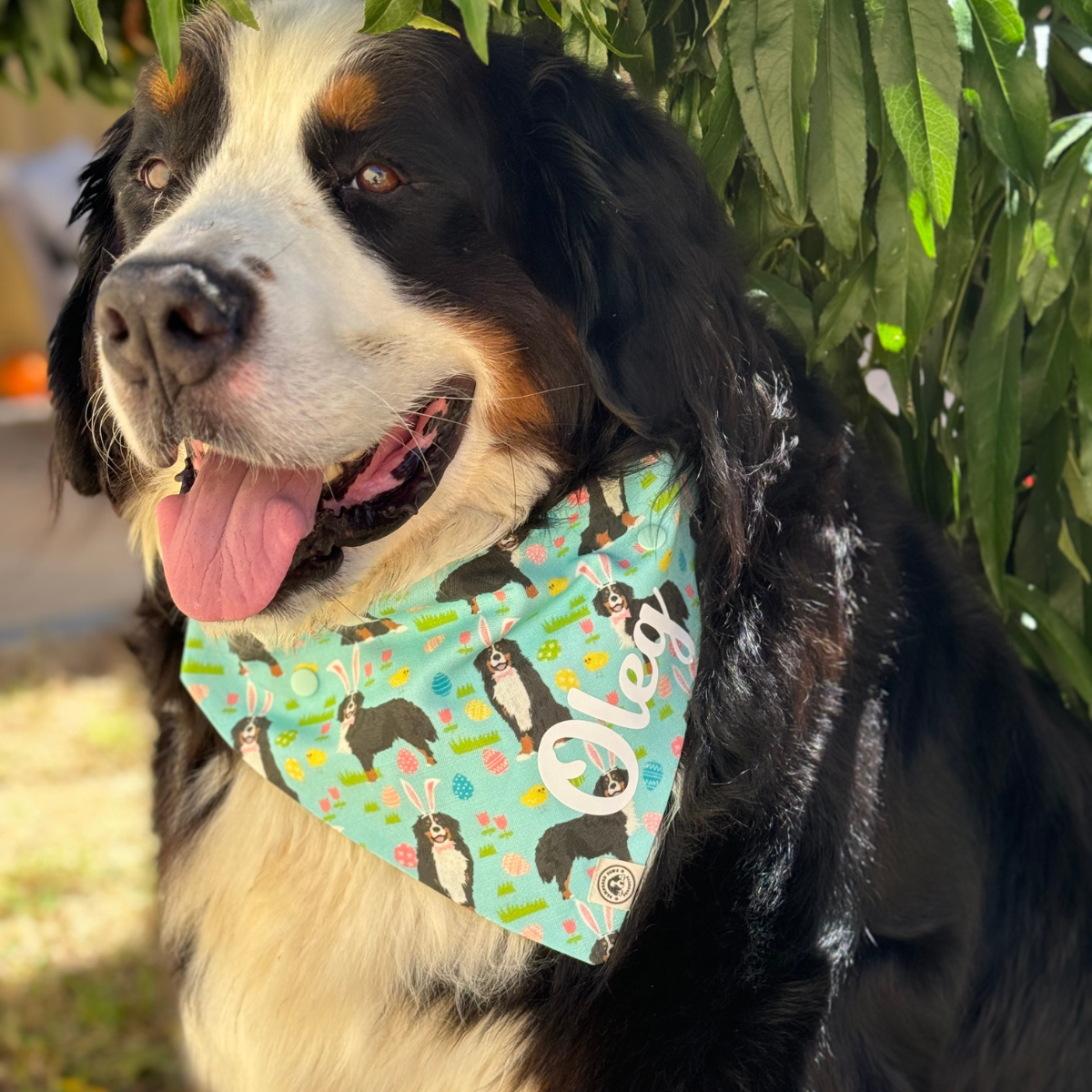 Bernese Mountain Dog Easter Bandana - Limited Edition