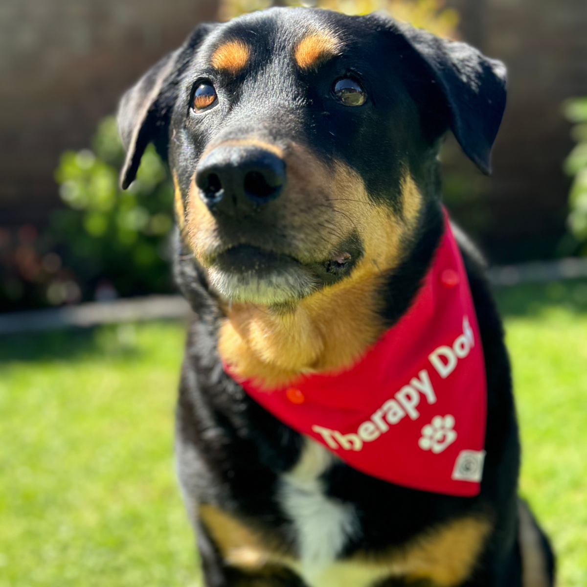 Personalised Dog Bandana Therapy Dog Bandanas Pampered Paws Products