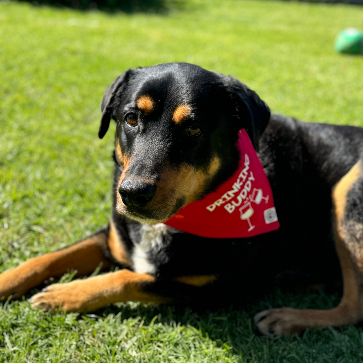 Drinking Buddy Dog Bandana