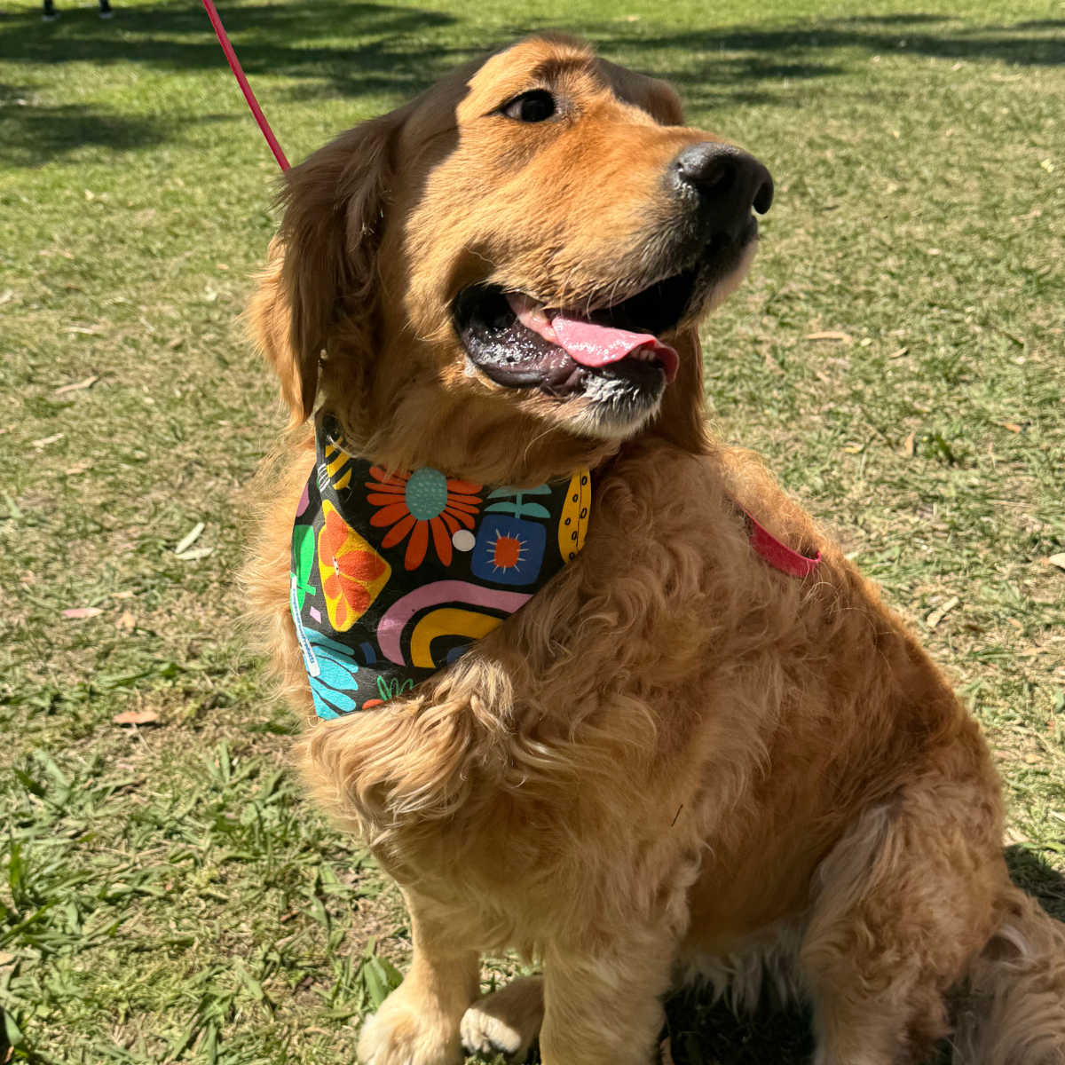 Summer Fun Dog Bandana