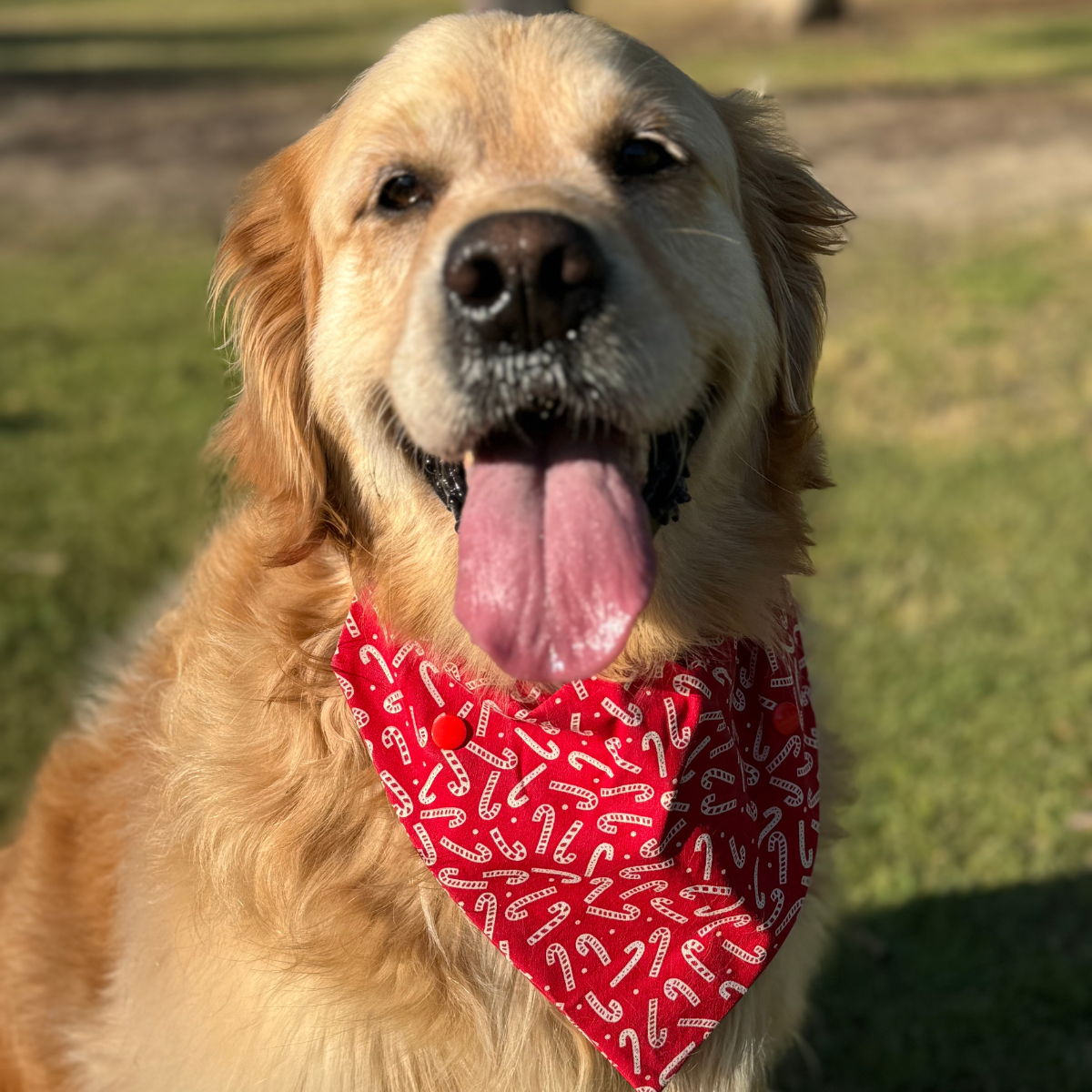 Candy Cane Christmas Dog Bandana