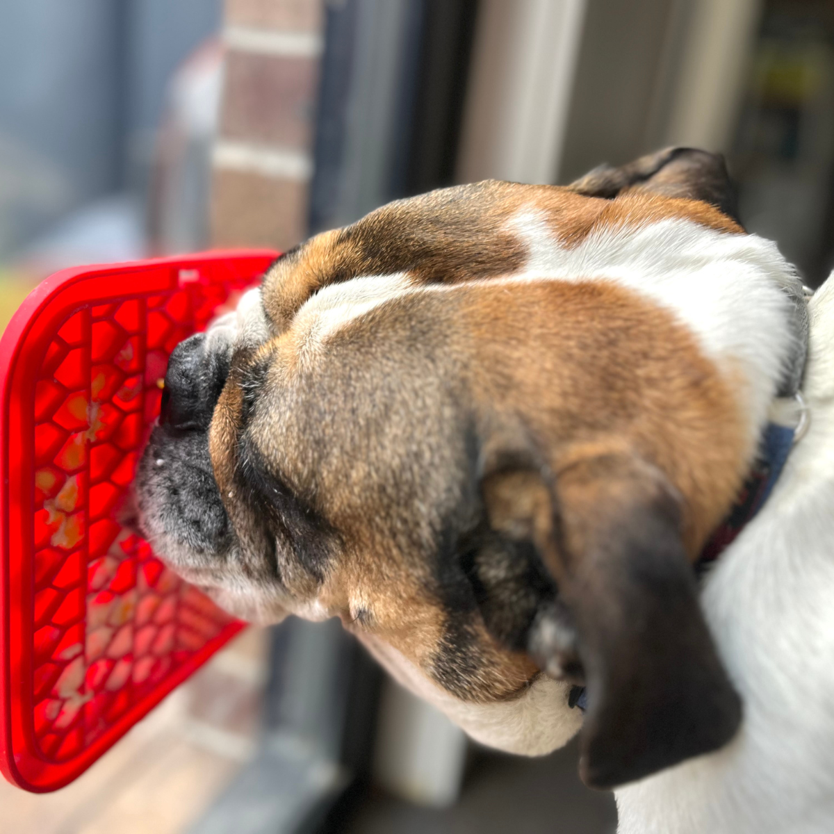 Dog Licking Mat