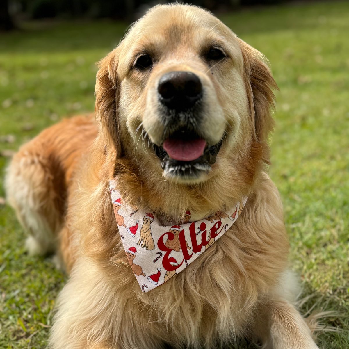 Golden Retriever Christmas Bandana 