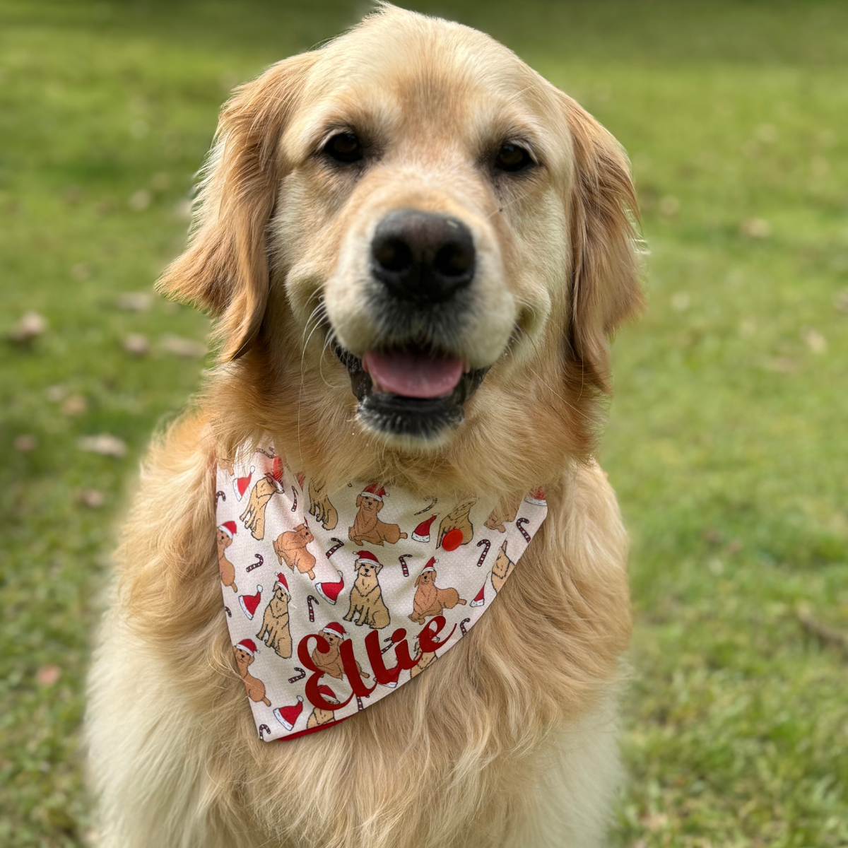 Golden Retriever Christmas Bandana 