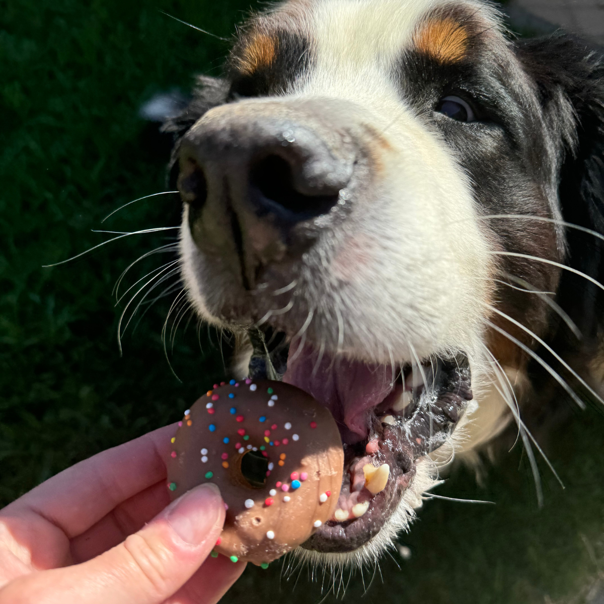 Dog Christmas Doughnuts