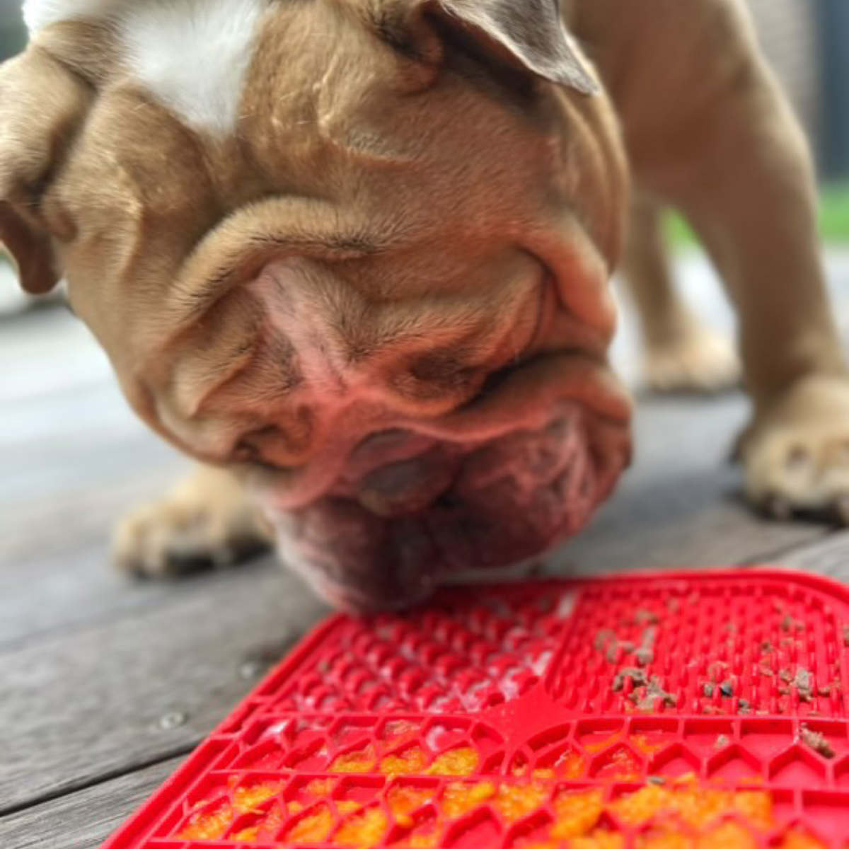 Dog Licking Mat