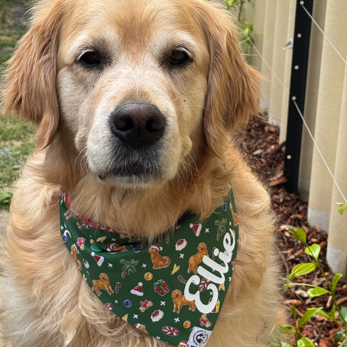 Australian-designed festive dog bandana for  Golden Retrievers Christmas 2025