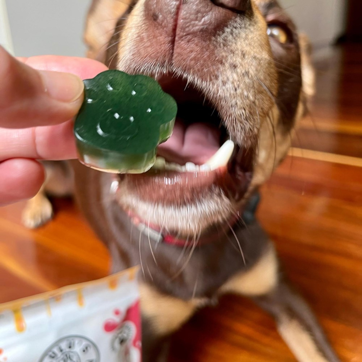 Green silicone mold and Lulu's Kitchen Doggy Jelly package - Spinach and green spirulina superfood 