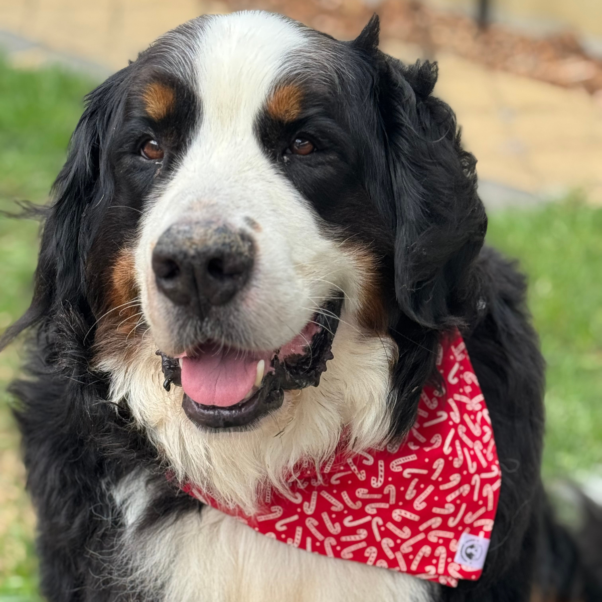 Bernese Mountain Dog wearing red Christmas theme bandana