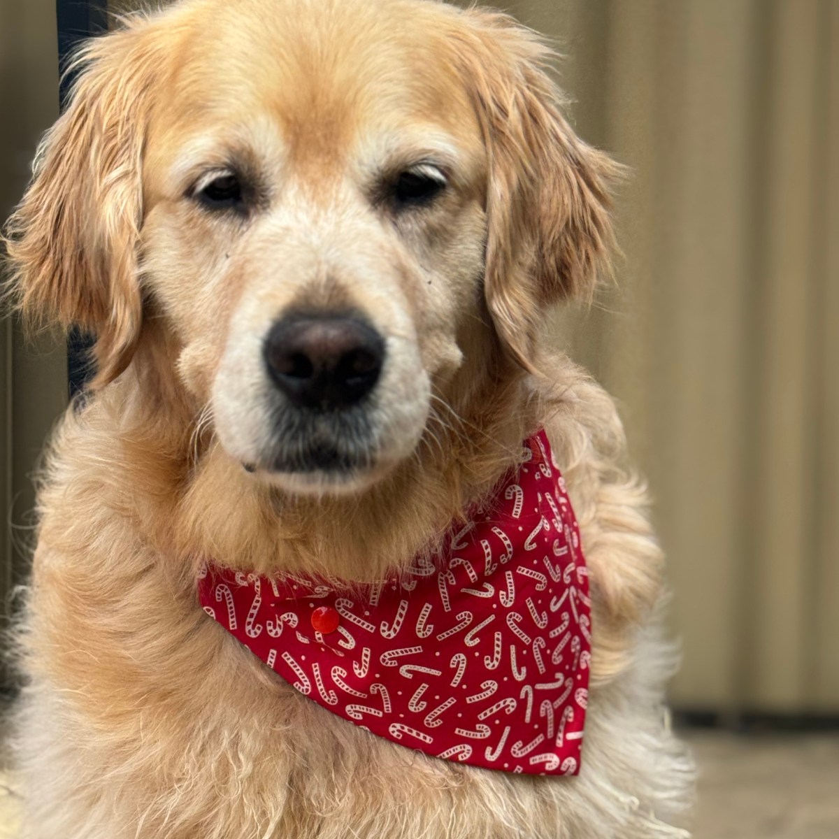 Reversible Christmas dog bandana featuring candy cane print