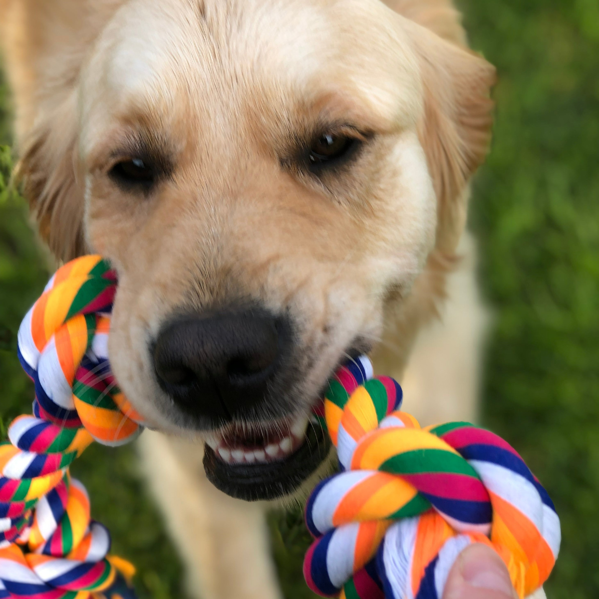 Tough Chew Toys