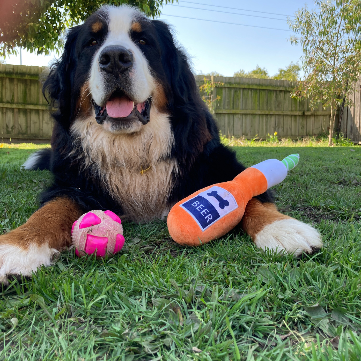 dog beer