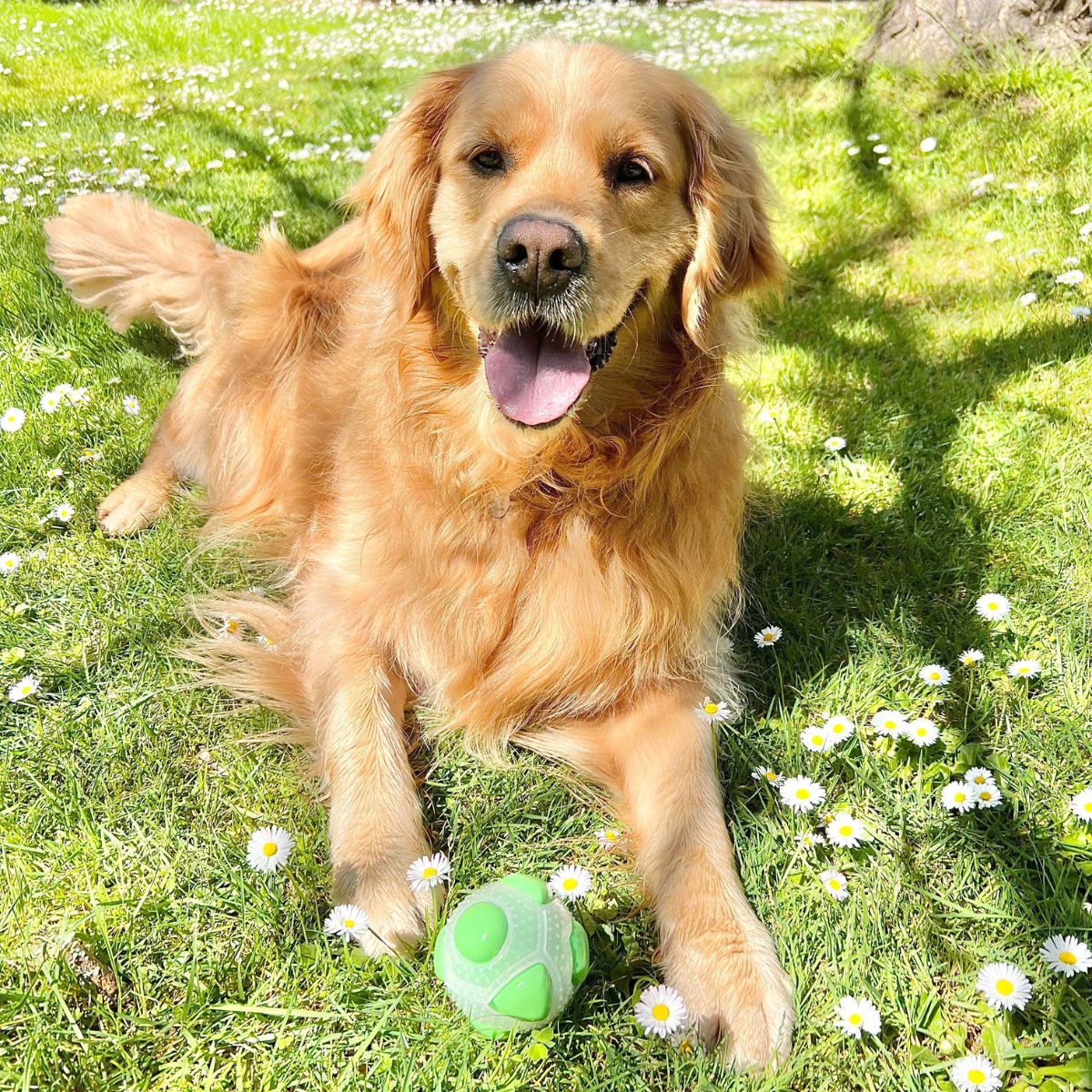 Dog Boredom Buster Bundle