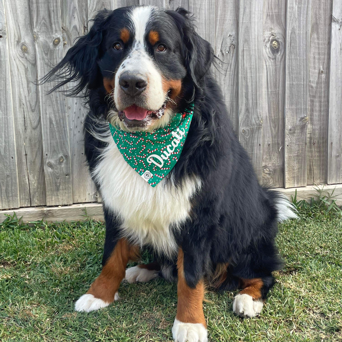 Candy Cane Christmas Bandana