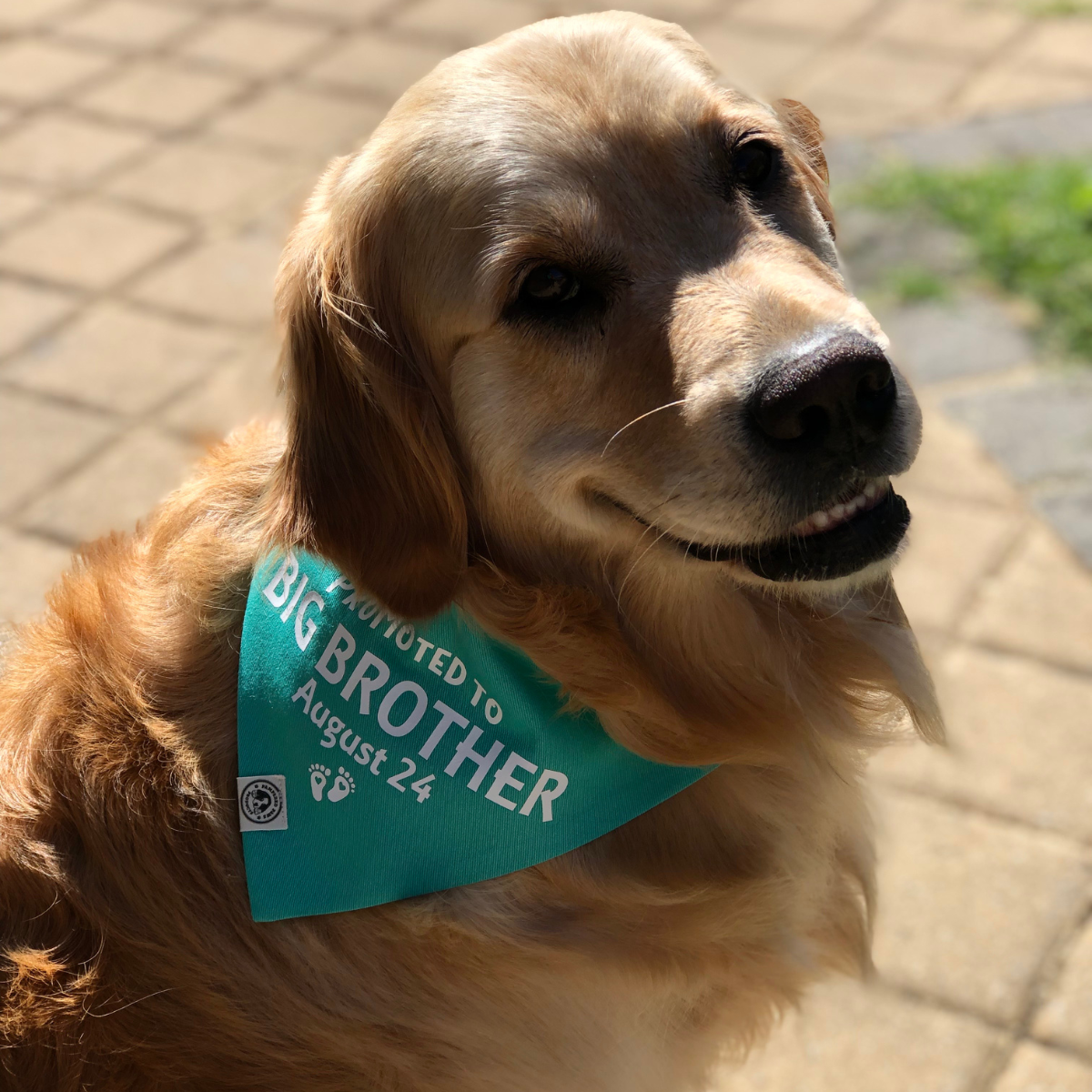 Baby Announcement Big Brother Dog Bandana