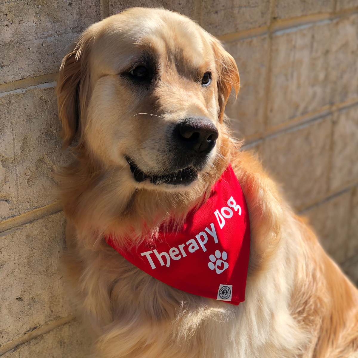 Therapy Dog Bandana