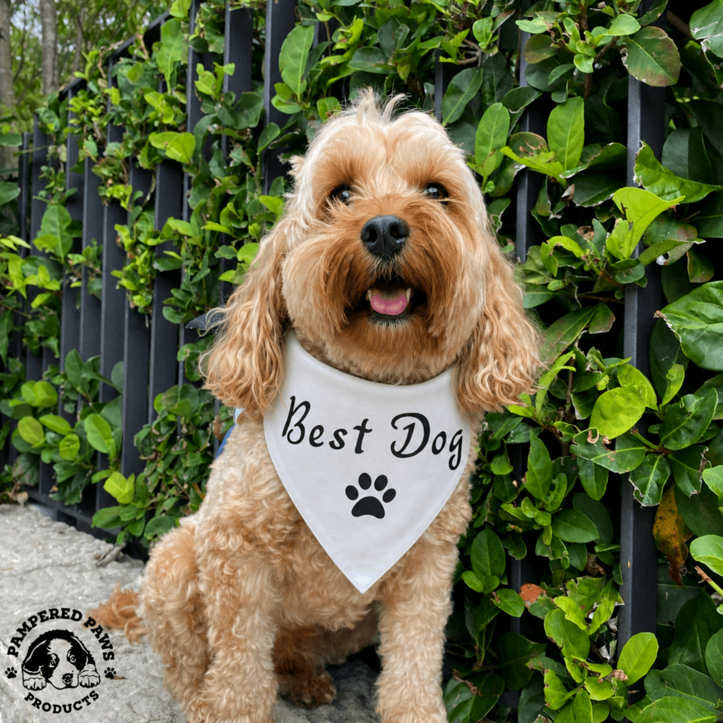 cavoodle engagement announcement dog bandana she said yes black proposal dog australia
