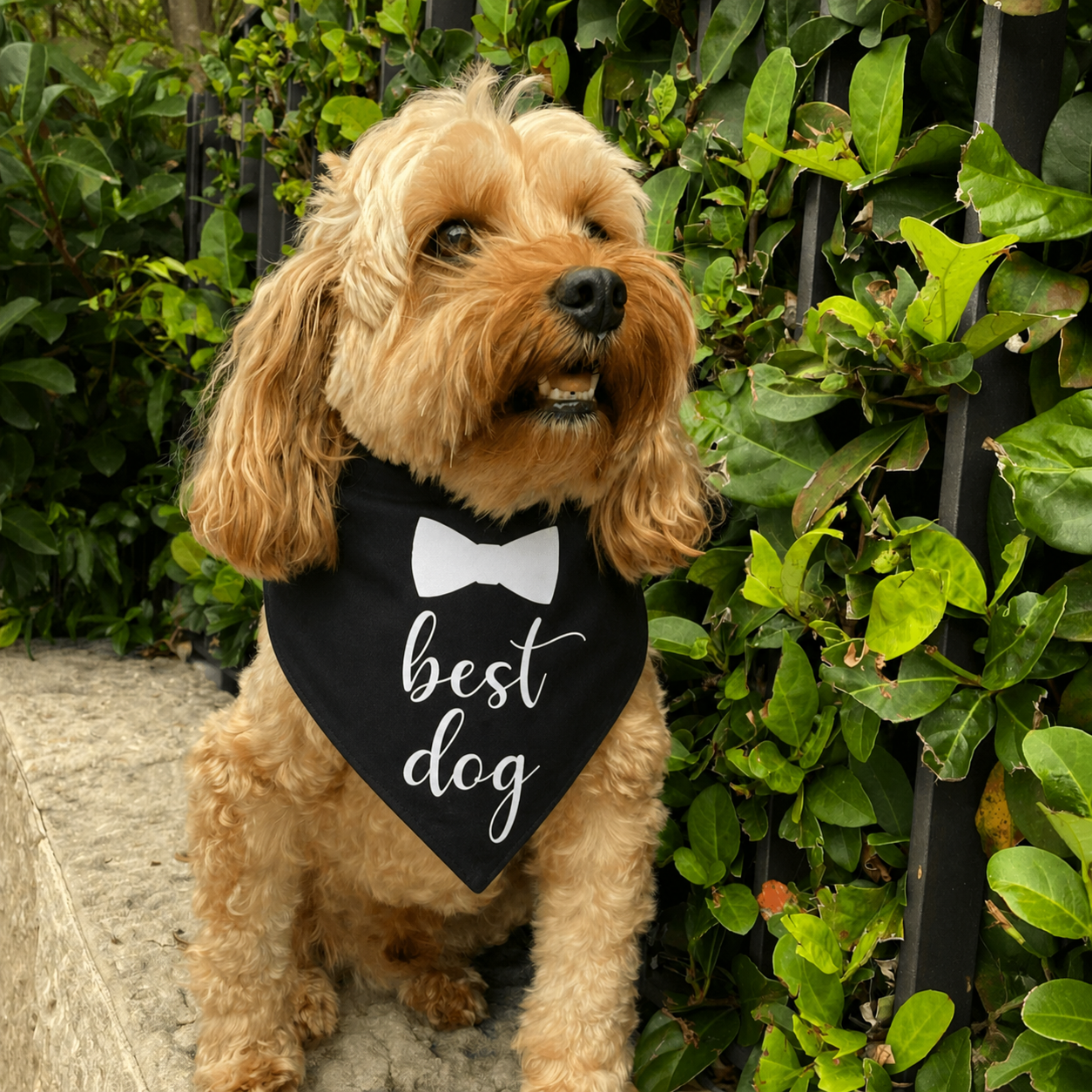 Small brown dog wearing a black “best dog” bow tie bandana sitting outdoors, stylish dog bandana for pets in Australia