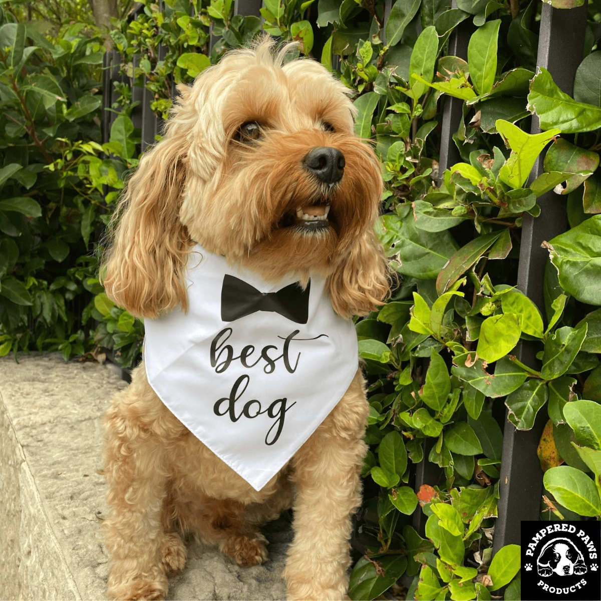 Small brown dog wearing a white “best dog” bow tie bandana sitting outdoors, stylish dog bandana for pets in Australia