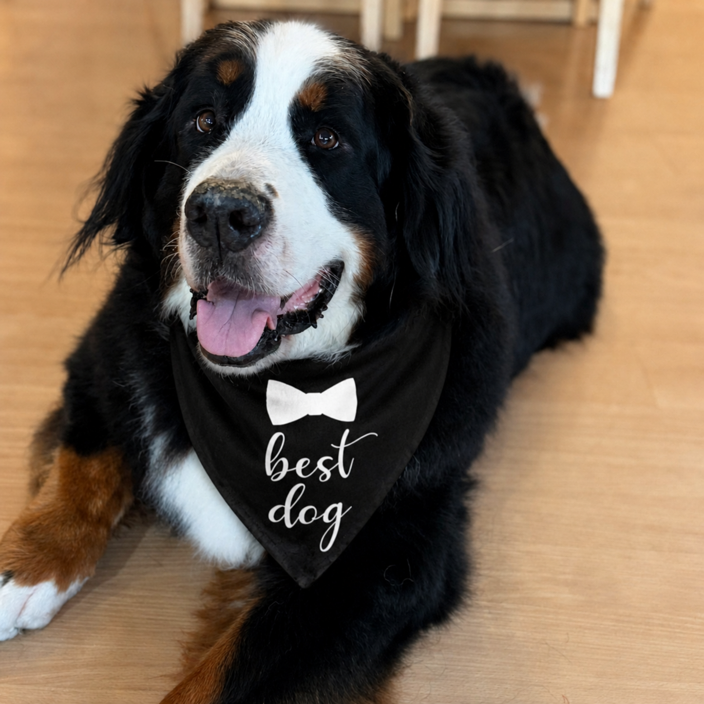 Bernese mountain dog wearing a black “best dog” bow tie dog bandana indoors, stylish dog bandana for pets in Australia