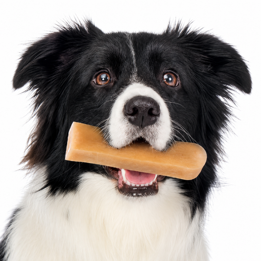 Border Collie holding a Himalayan dog chew stick in its mouth on white background
