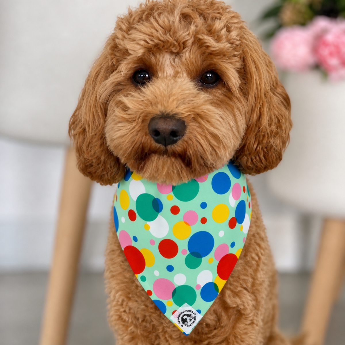 Cavoodle wearing a colourful polka dot dog bandana indoors, cute multicolour dog bandana for small dogs