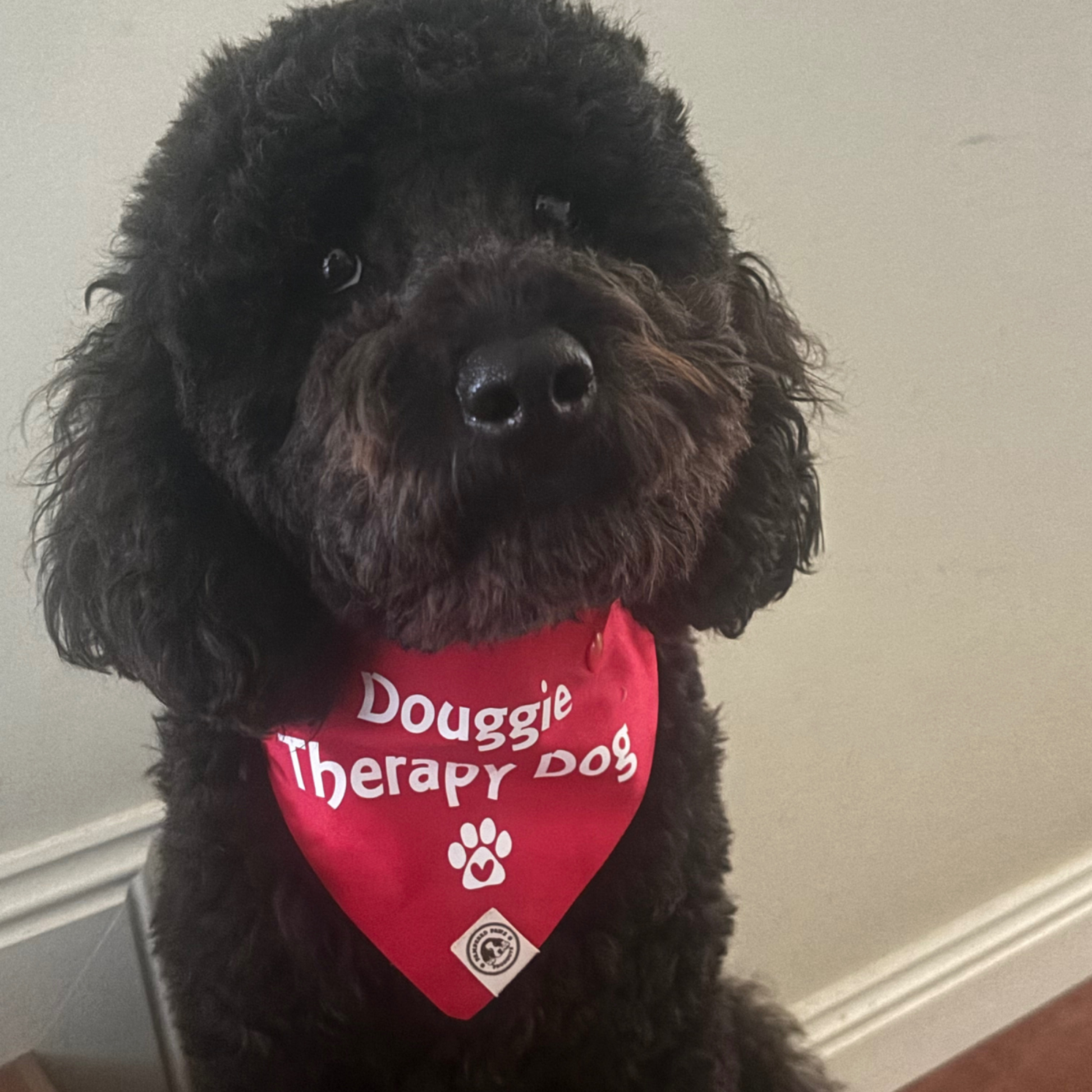 Black cavoodle wearing a red personalised “Doggie Therapy Dog” bandana indoors, custom therapy dog bandana for support dogs