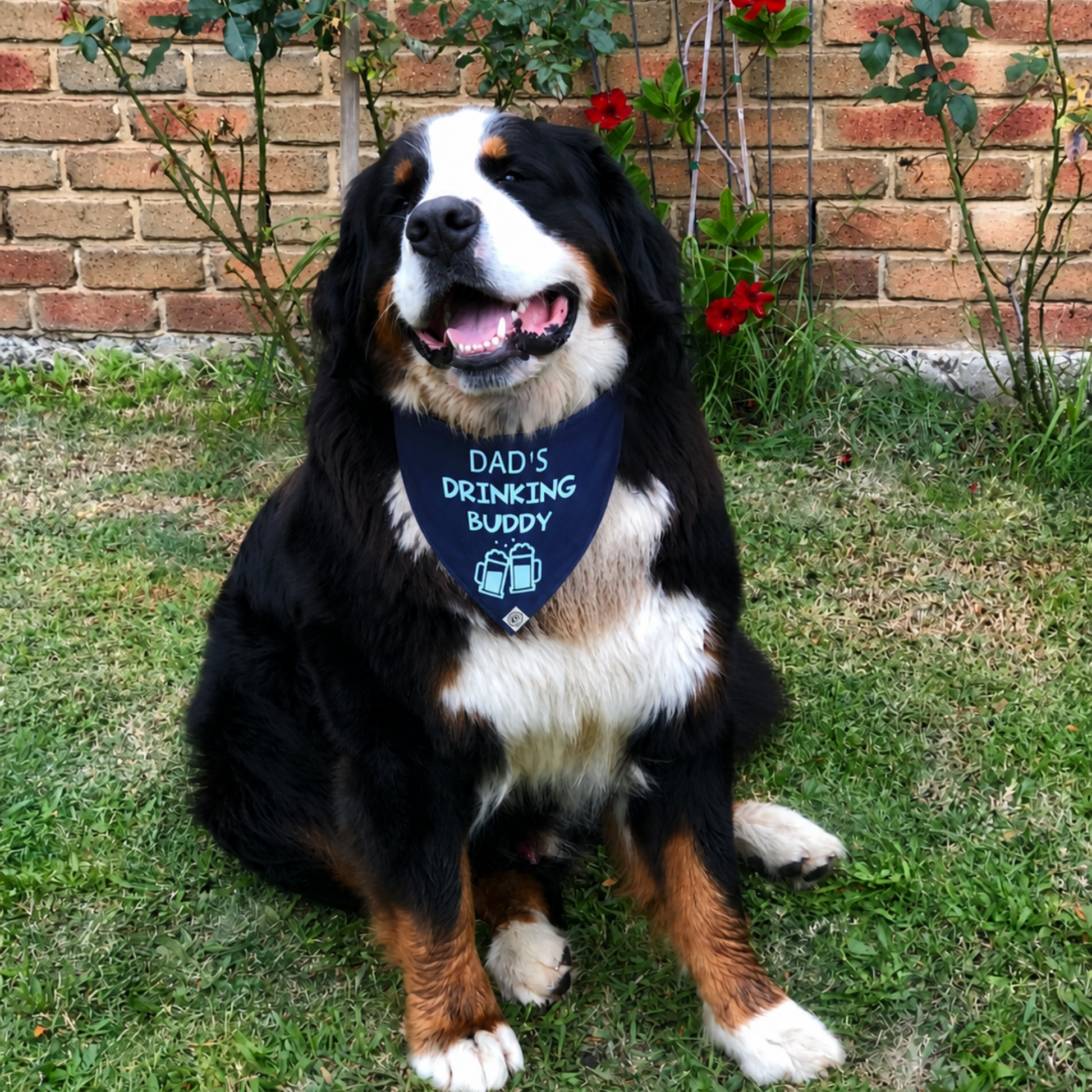 Bernese Mountain Dog wearing dads drinking buddy dog bandana funny dog bandana Australia outdoor