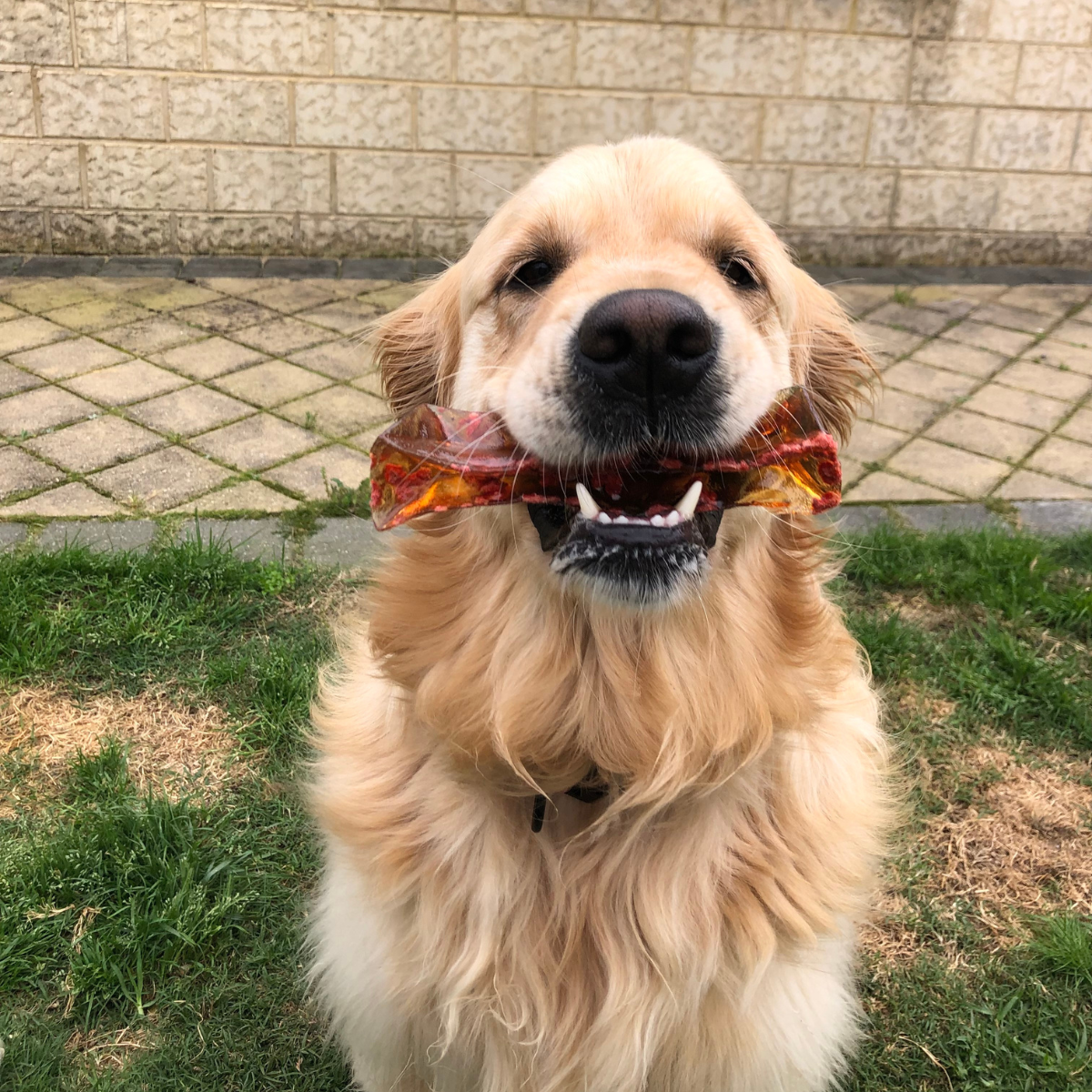 golden retriever chewing maple bacon bone marrow chew long lasting natural dog treat australia
