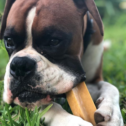 Boxer dog enjoying long-lasting Himalayan dog chew outdoors