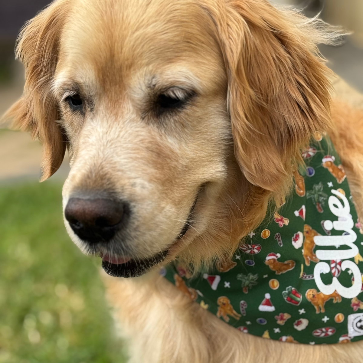 Dog Christmas Hamper