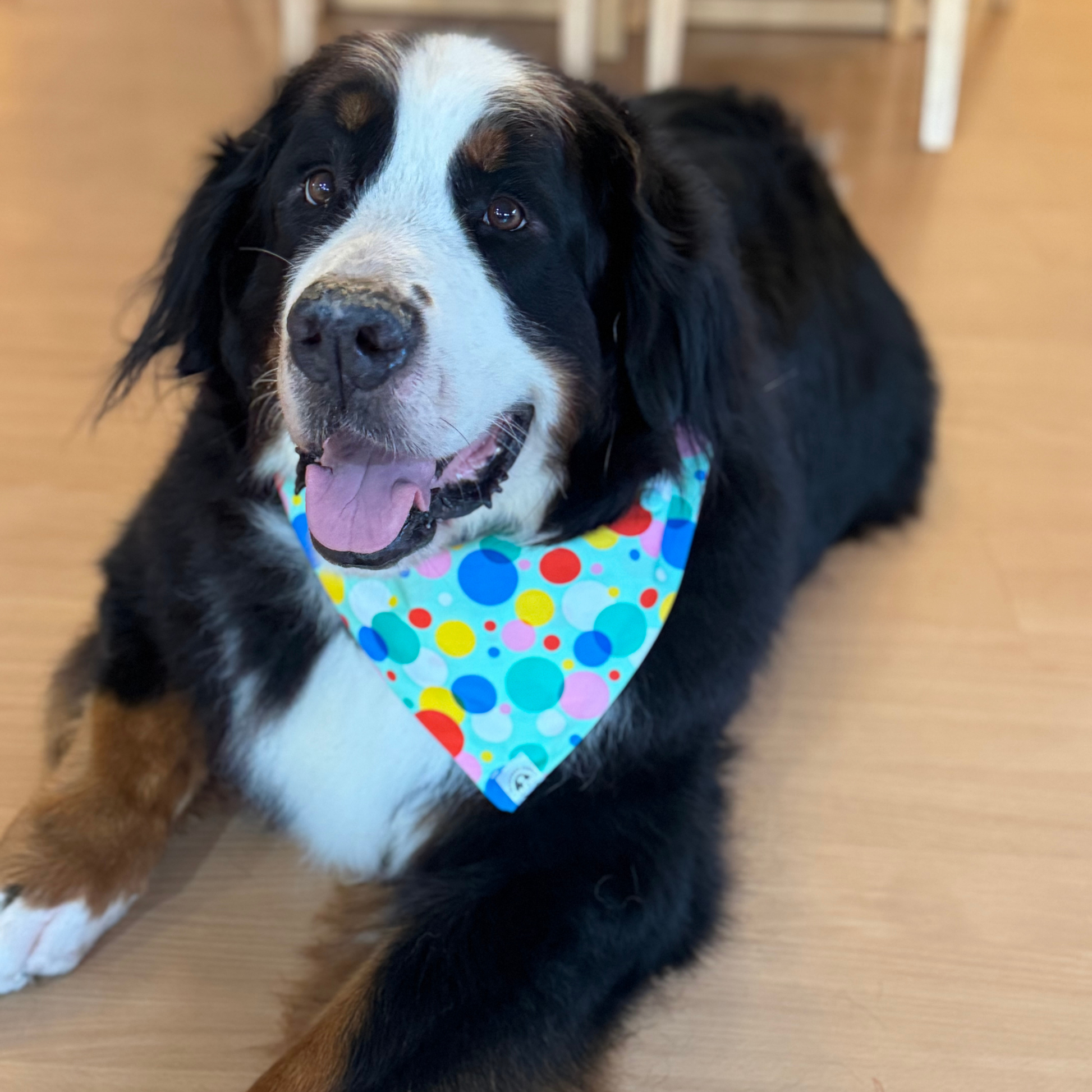 Bernese Mountain Dog wearing a colourful polka dot dog bandana on grass, vibrant dog bandana for everyday wear
